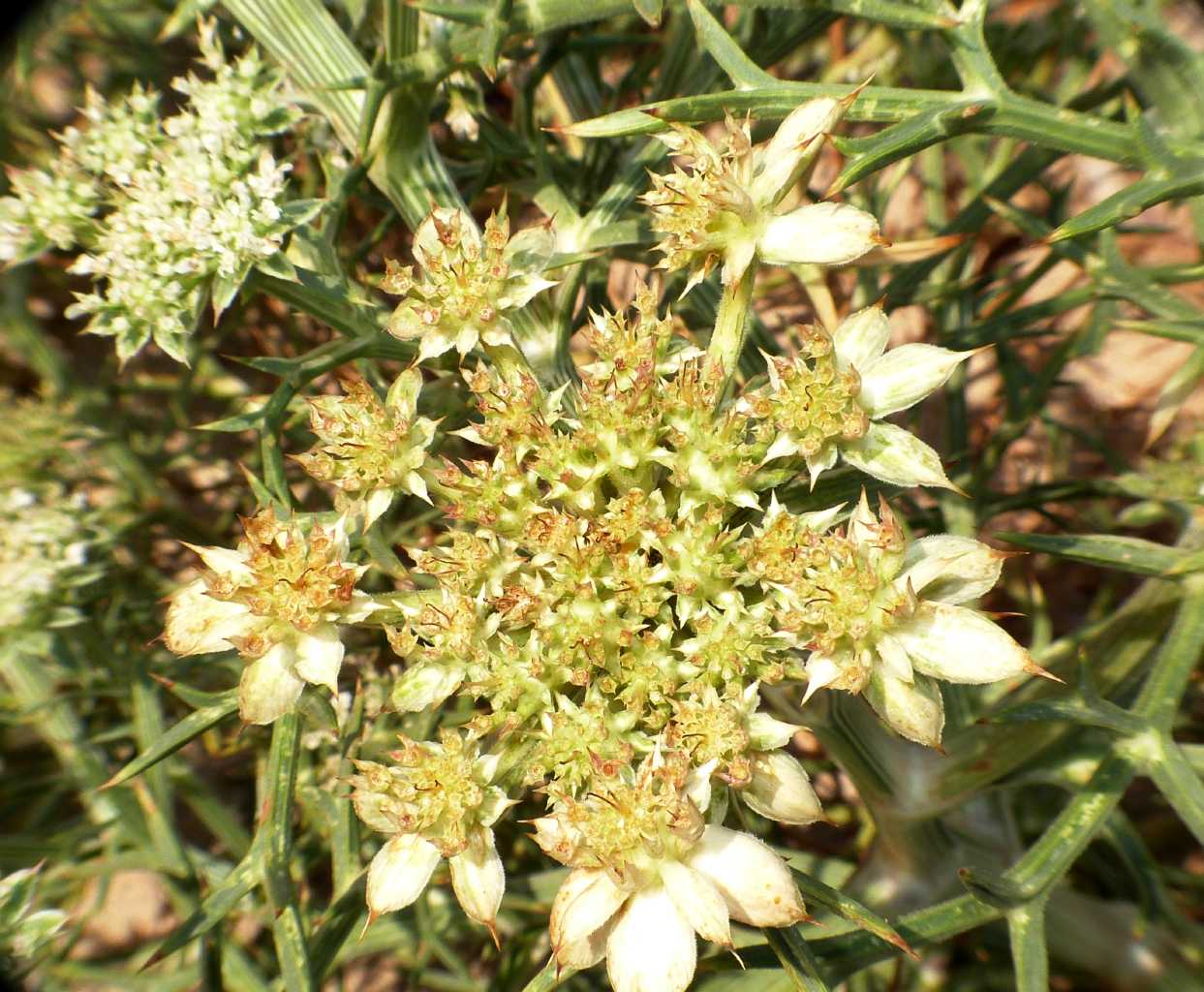 Galle(?) su Echinophora spinosa?